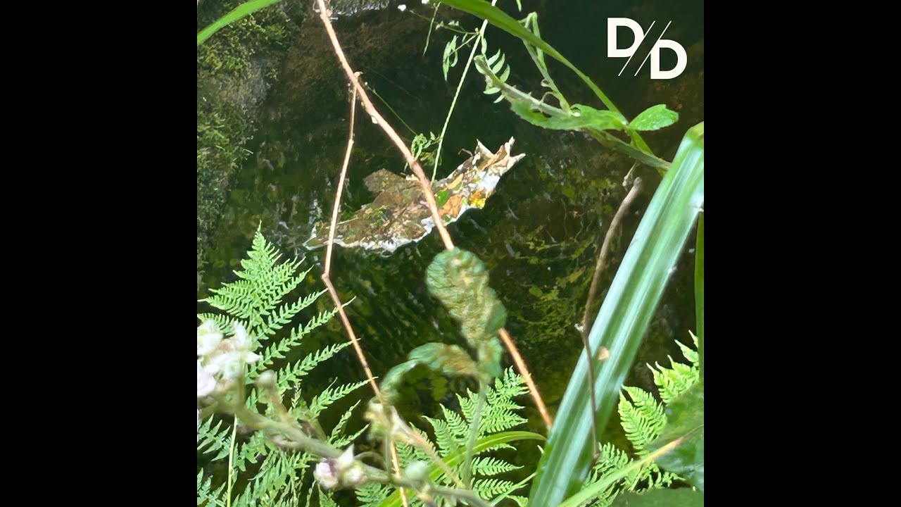 Divide and Dissolve - Monolithic Official Audio
