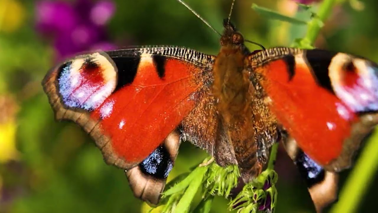 DAPHNI - Waiting So Long (feat. CARIBOU)